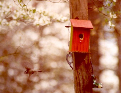 [Joshua's birdhouse get's some use - Spring 2000]